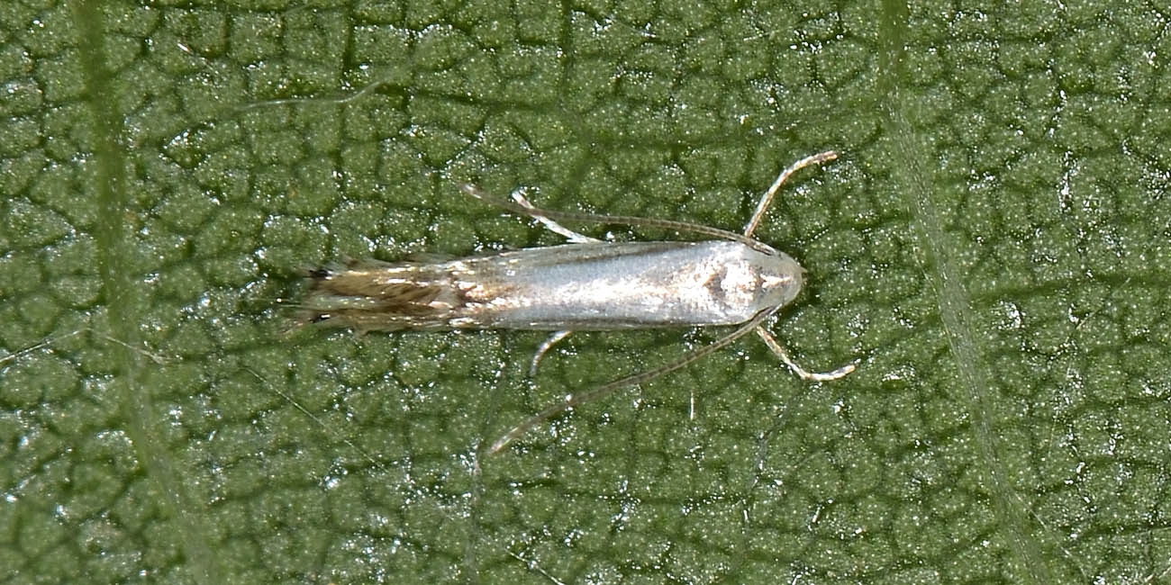 Gracillariidae? S,  Phyllocnistis sp